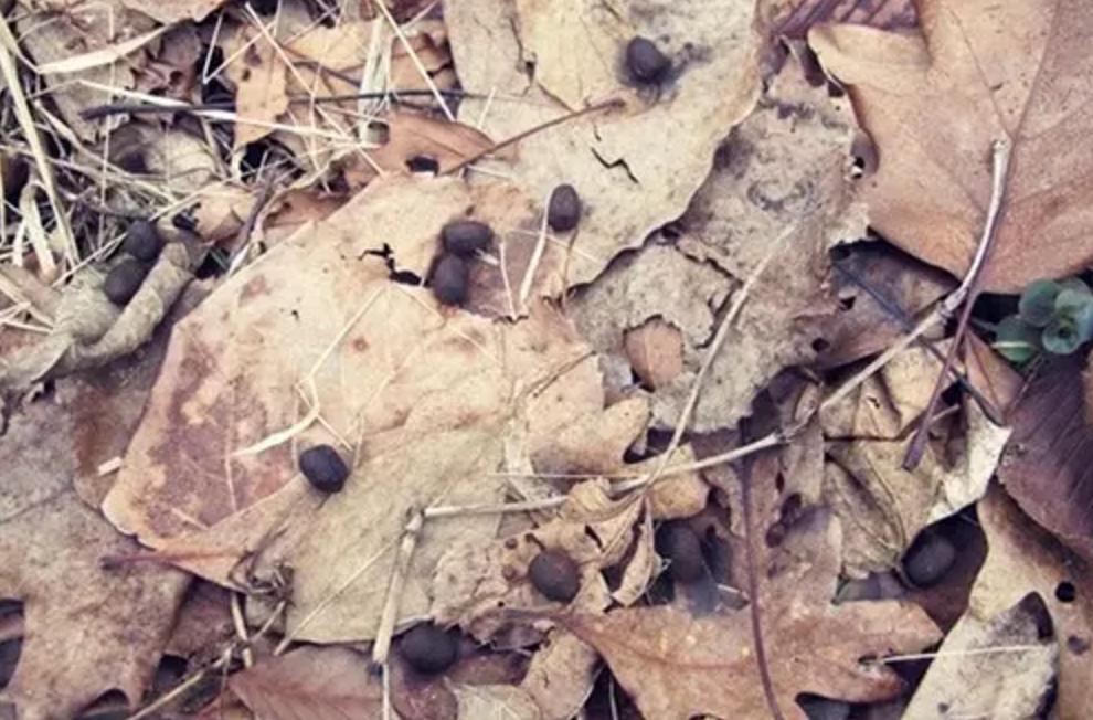 野外生存diy教你制作捕捉陷阱,野外求生陷阱简单大全