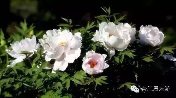 合肥玩的攻略,合肥游玩攻略刺激项目