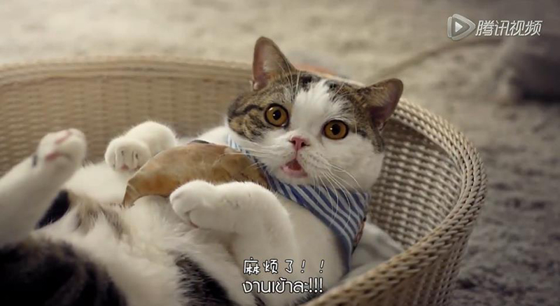 萌到底有多强大,萌款靠谱吗