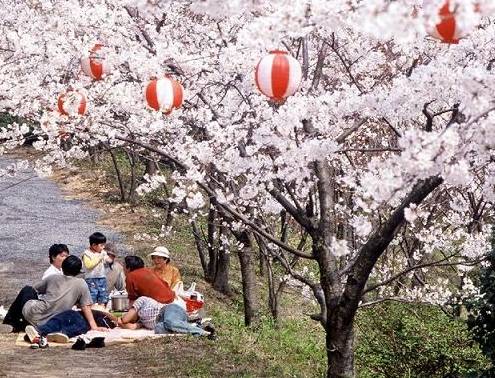 看樱花何必去远方,天津水上公园神户园樱花