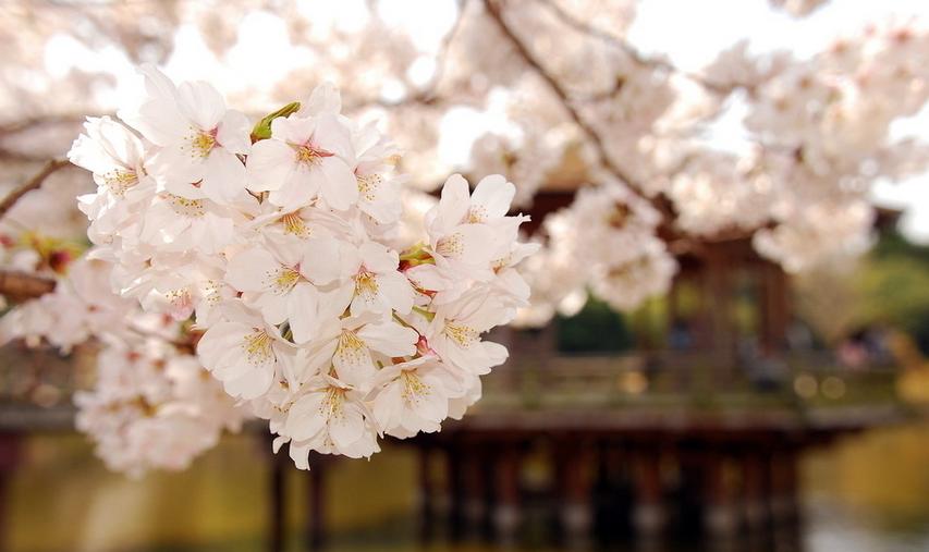 看樱花何必去远方,天津水上公园神户园樱花
