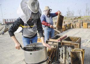 蜂蜜浓缩机对蜜的品质有影响吗,结晶蜜和浓缩蜜哪个更好