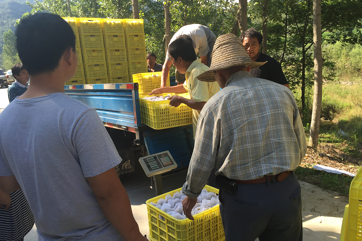 为什么有的猕猴桃一点都不酸,猕猴桃放软了还特别酸怎么回事