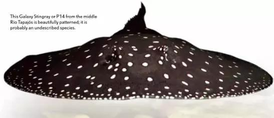 原生魟鱼,魟鱼原生态生活