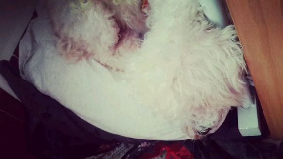 一天要出差，捡回的狗可怜巴巴望着我，竟做出的让我震惊的举动！