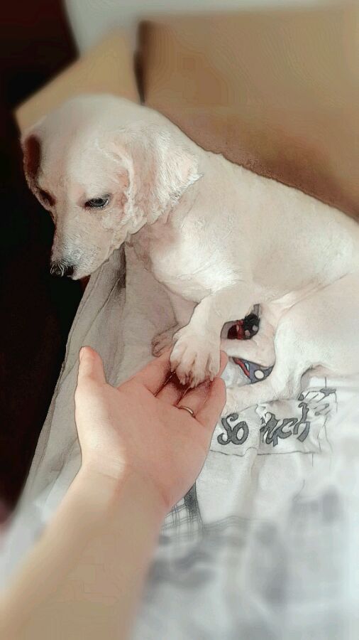 一天要出差，捡回的狗可怜巴巴望着我，竟做出的让我震惊的举动！