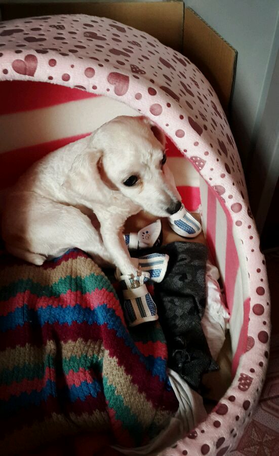 一天要出差，捡回的狗可怜巴巴望着我，竟做出的让我震惊的举动！