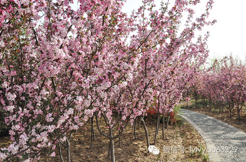 洛阳适合中学生好玩免费景点,洛阳各个景点的介绍