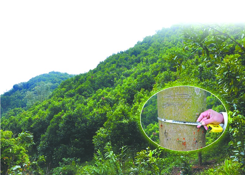 桂皮是八月桂花树皮吗,桂皮从桂花树上弄来吗