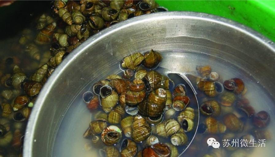 吃螺蛳的季节到了,吃螺蛳的好季节又来啦