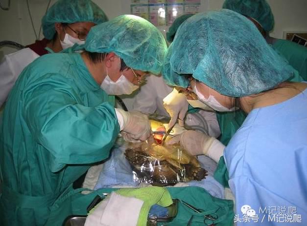 苏卡达陆龟乌龟卡脖子,苏卡达陆龟下颚裂开