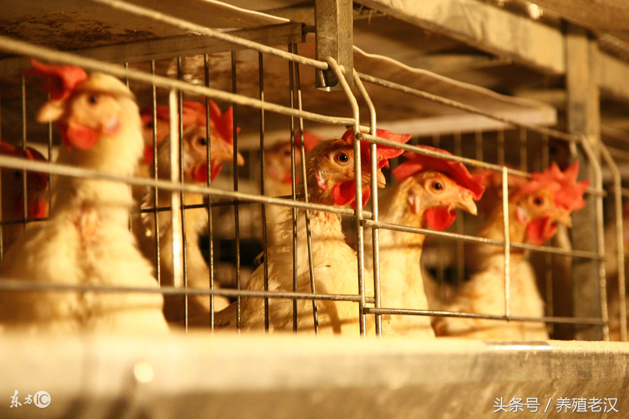 白羽肉鸡瘫痪怎么回事,肉鸡瘫痪怎么治疗最快