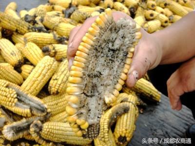 玉米发霉怎么挽救,玉米发霉用什么药最好