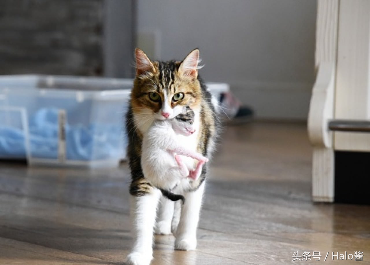 猫咪的尾巴根部为什么特别敏感,猫咪后背的毛能推吗