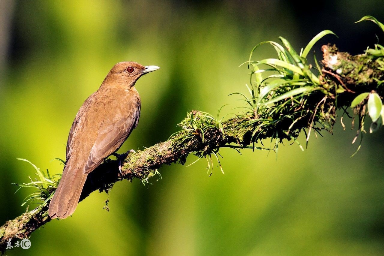 怎么选择观赏鸟？你适合养那种鸟，看完这篇文章你就知道