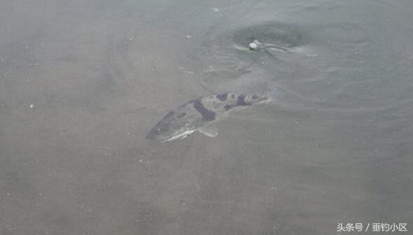 钓猪的方法和技巧,钓鬼婆鱼技巧