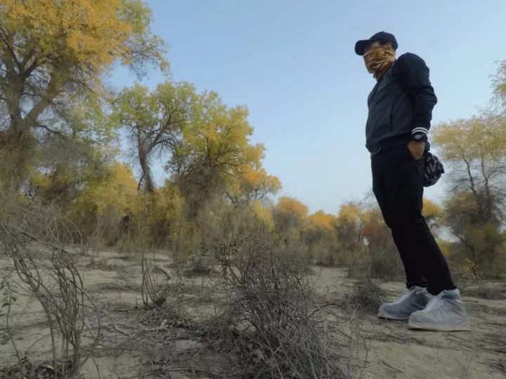 库尔勒的香梨能辨“雌雄”，塔克拉玛干沙漠的胡杨林经历天使之吻