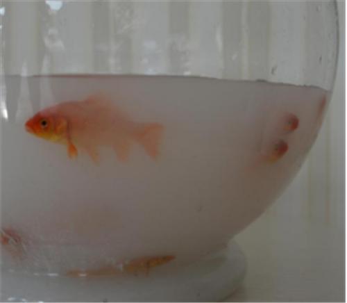 净味的乳胶漆可靠吗,乳胶漆净味排行榜