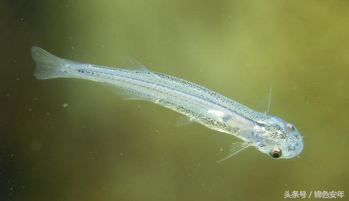 世界最致命的鱼,世界上最危险的鱼