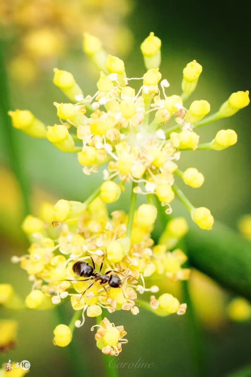 *情迷**（24）——长篇小说连载