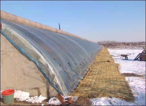 冬季大棚黄瓜要怎样预防冻害,冷棚黄瓜怎样预防倒春寒