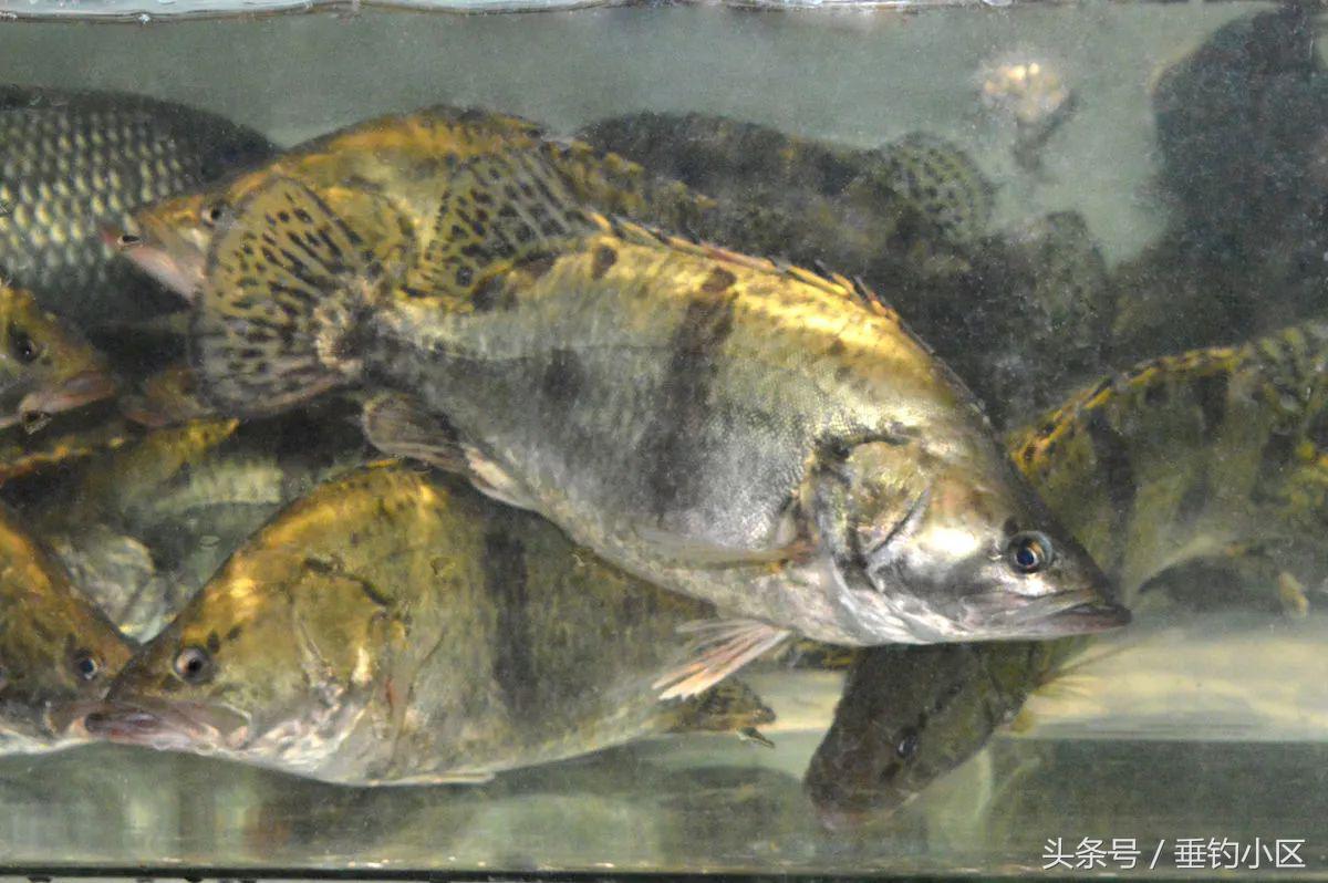 钓猪的方法和技巧,钓鬼婆鱼技巧