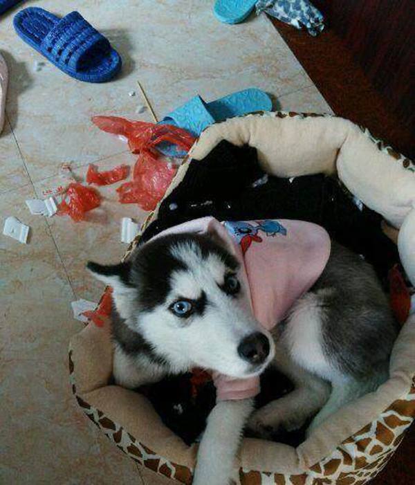 我也很无奈是什么意思,我也很绝望我能怎么办