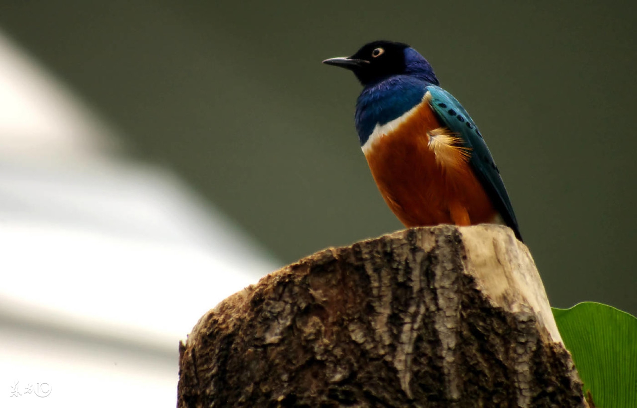 怎么选择观赏鸟？你适合养那种鸟，看完这篇文章你就知道