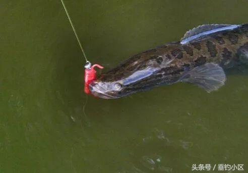 钓猪的方法和技巧,钓鬼婆鱼技巧