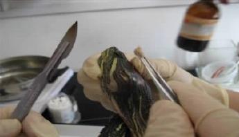 乌龟中耳炎消炎用啥药,乌龟中耳炎怎么抓住乌龟的头