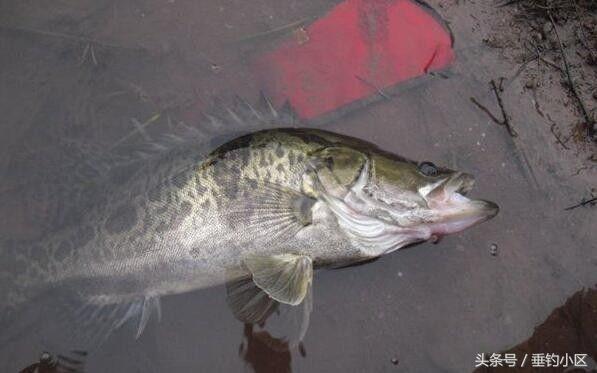 钓猪的方法和技巧,钓鬼婆鱼技巧