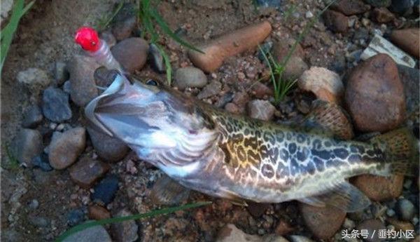 钓猪的方法和技巧,钓鬼婆鱼技巧