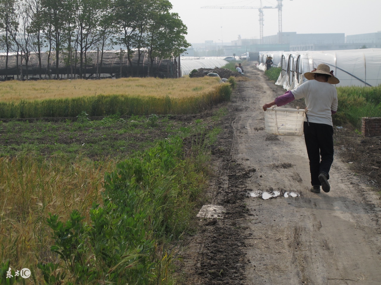 修路占用农村耕地补偿标准哪里查,农村修路占用良田补偿标准是多少