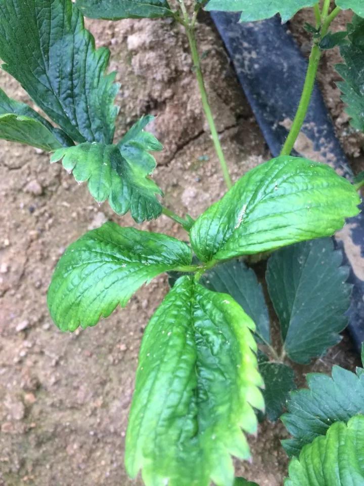 草莓病毒病防治用药,草莓病毒病症状及防治