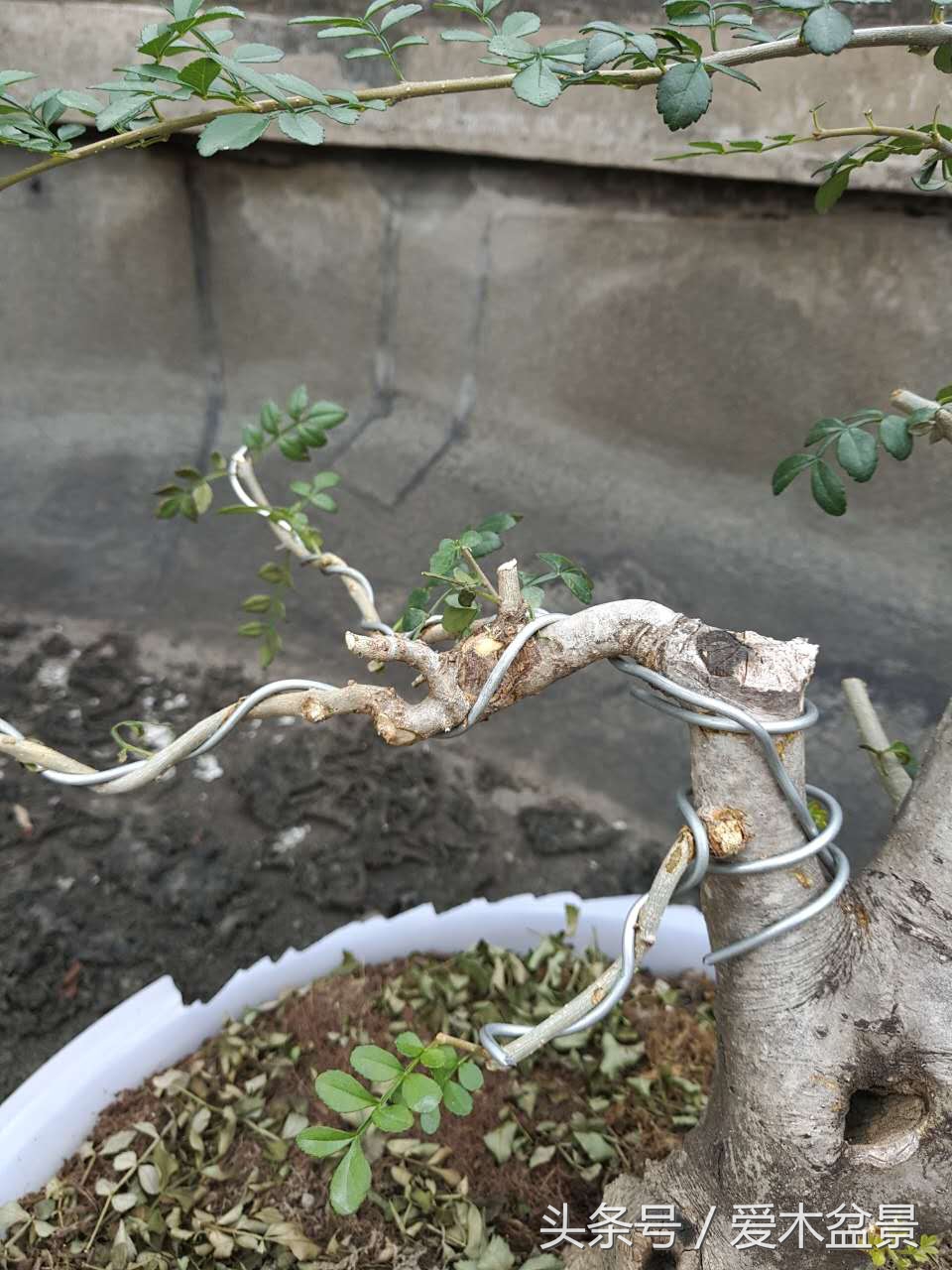 爱木盆景修剪视频,对节白蜡盆景如何造景