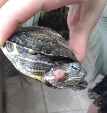 乌龟中耳炎消炎用啥药,乌龟中耳炎怎么抓住乌龟的头