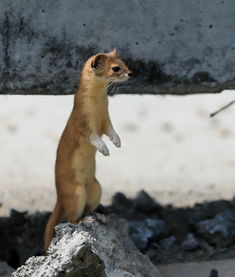 巧堕鬼胎——黄皮子「二十六」