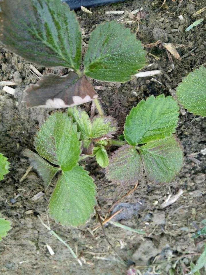 草莓病毒病防治用药,草莓病毒病症状及防治