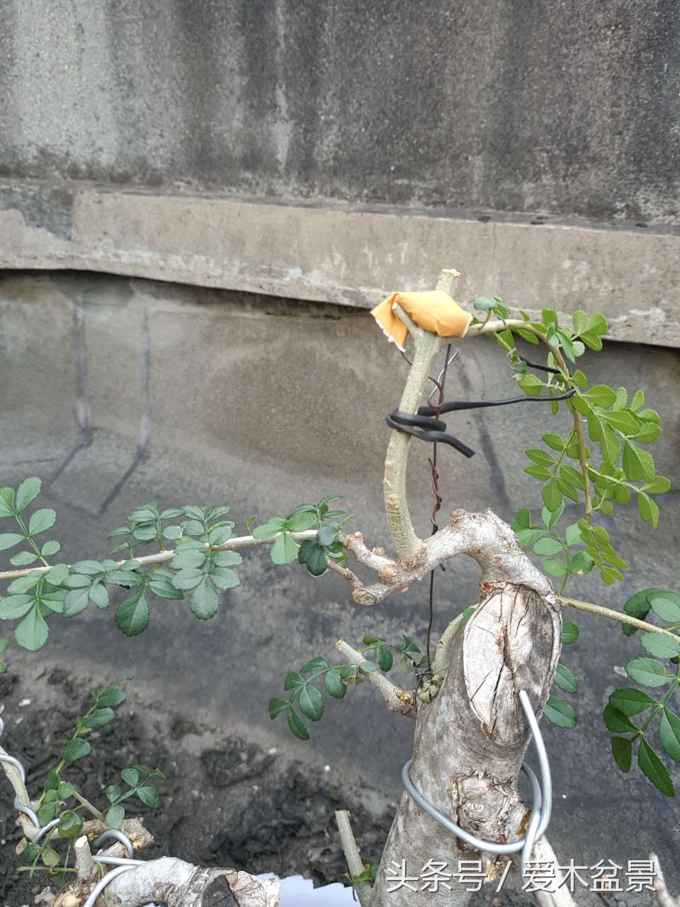 爱木盆景修剪视频,对节白蜡盆景如何造景