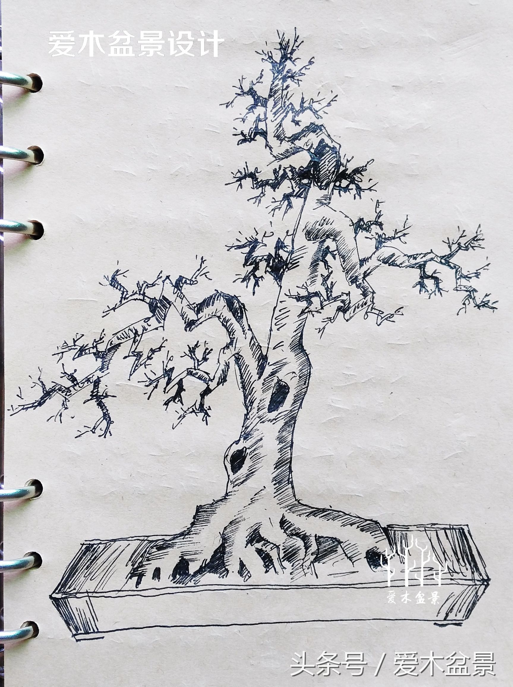 爱木盆景修剪视频,对节白蜡盆景如何造景