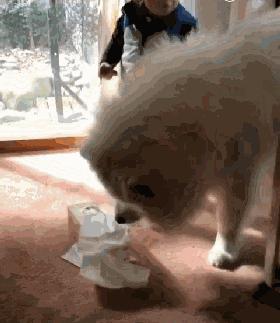 生完宝宝的萨摩,生完宝宝的萨摩耶