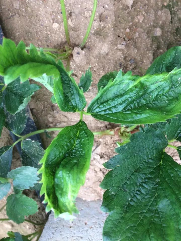 草莓病毒病防治用药,草莓病毒病症状及防治
