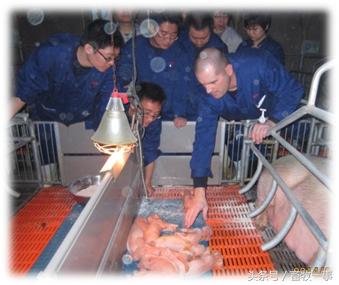 分娩舍环境控制、健康检查