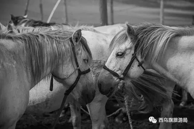 去了内蒙为什么敬酒三杯，哈达怎么接，马奶也是良药？