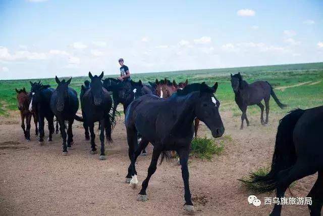 去了内蒙为什么敬酒三杯，哈达怎么接，马奶也是良药？