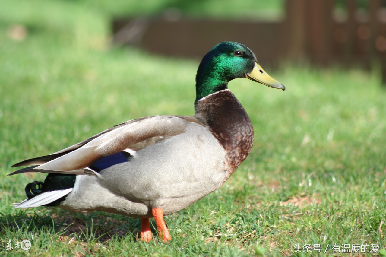 鸡输卵管炎的临床表现及防治方法,蛋鸭输卵管炎主要用什么药