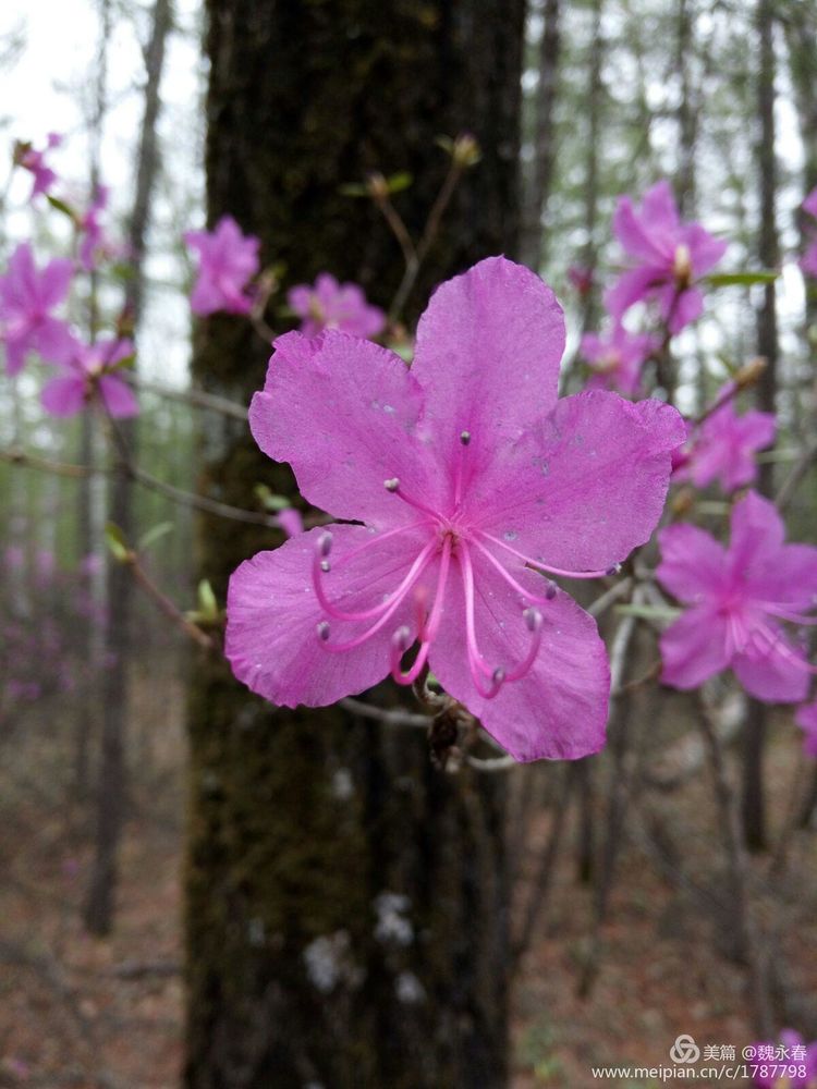 旅游、度假、休闲娱乐为一体的内蒙古根河市敖鲁古雅旅游度假村