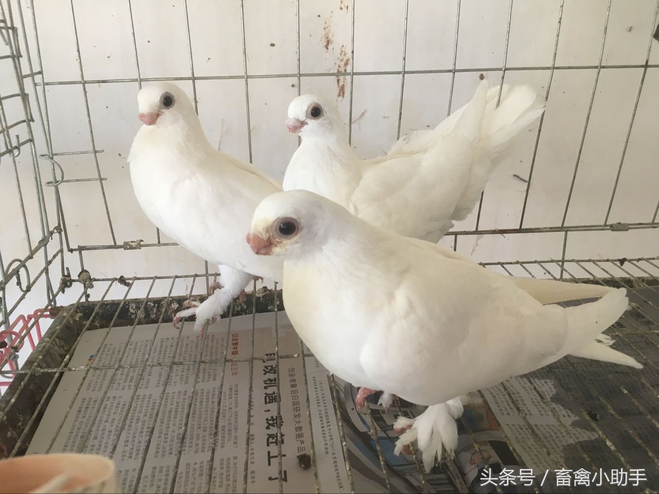 鸽子换羽脖子掉毛怎么回事,鸽子换羽毛怎么处理