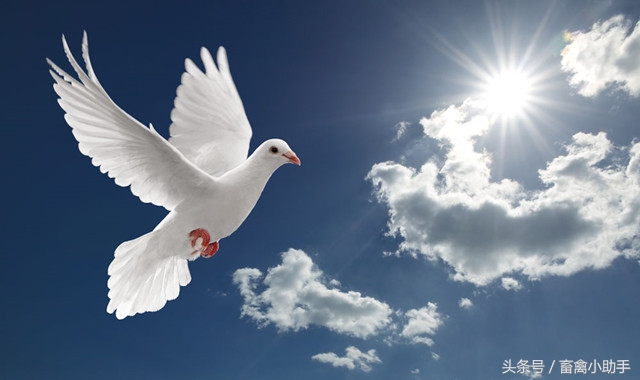 鸽子换羽脖子掉毛怎么回事,鸽子换羽毛怎么处理