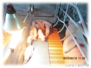 分娩舍环境控制、健康检查